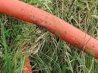 Westfield MK 80-61 18 m - Kornbehandling - Snegle - 6