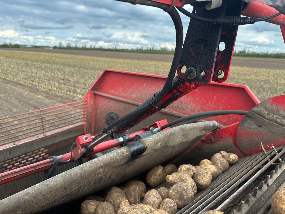 Grimme SE-150-60-NB - Kartoffelmaskiner - Optagere - 15