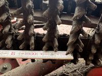 Grimme SE-150-60-NB - Kartoffelmaskiner - Optagere - 12