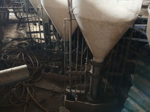 Echberg til slagtesvin