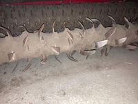 Forigo D35-170 dou plex - Grøntsagsmaskiner - Bedformere - 3