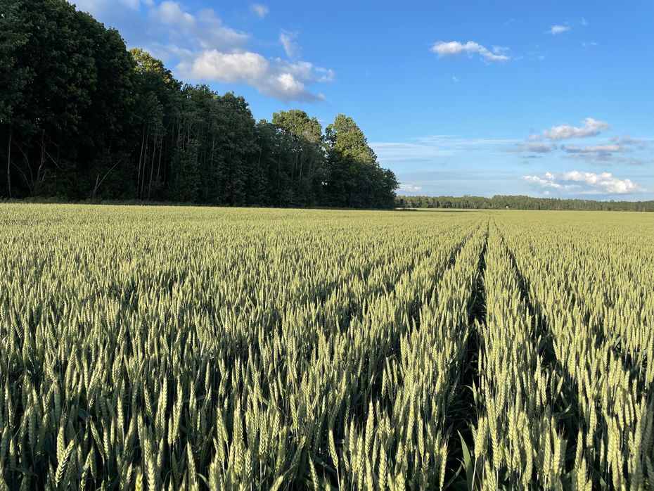 Claydon Hybrid T6 Med APV frøkasse - Såmaskiner - Direkte såmaskiner - 5