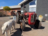 Massey Ferguson 35 Fint projekt traktor - Traktorer - Traktorer 2 wd - 1